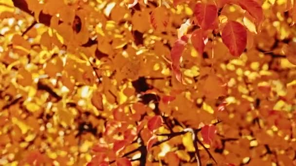 Herbst melancholisch goldene Bäume fallende Blätter — Stockvideo