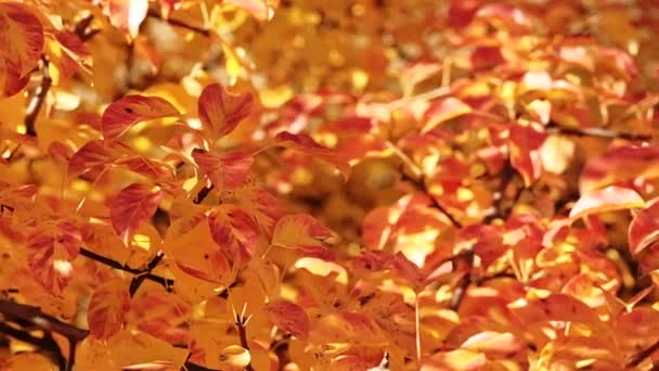 Podzimní barvy žlutý červený strom odjíždí slunečný den — Stock video