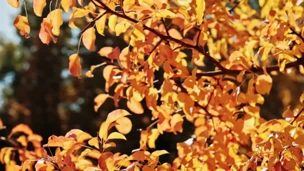 Feuillage d'automne arbres dorés journée ensoleillée feuilles balancement — Video