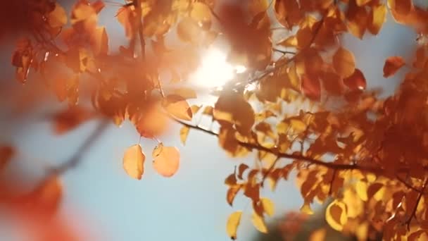 秋の森の美しさ黄金の木は、太陽の光を残します — ストック動画
