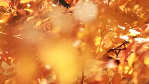 Charmante automne saison flou feuilles d'arbre jaune — Video
