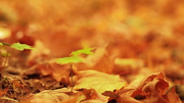 Goldenes Herbstlaub gefallene Ahornblätter treibt aus — Stockvideo