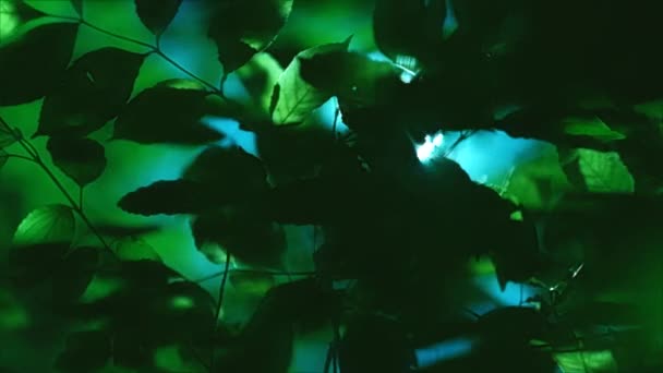Natuur harmonie groene boom laat blauwe hemel zonnestraal — Stockvideo
