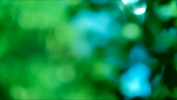 Καλοκαίρι φύση θόλωμα πράσινο γαλάζιο bokeh φώτα φύλλα — Αρχείο Βίντεο