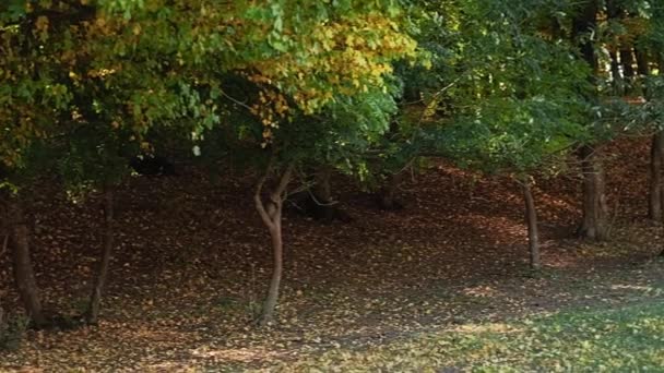 Hutan musim gugur lansekap dedaunan hijau kuning — Stok Video