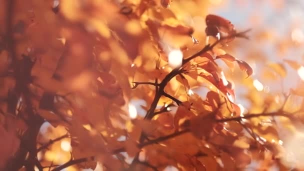 Herbst Natur Harmonie goldener Baum Blätter beeinflussen Brise — Stockvideo