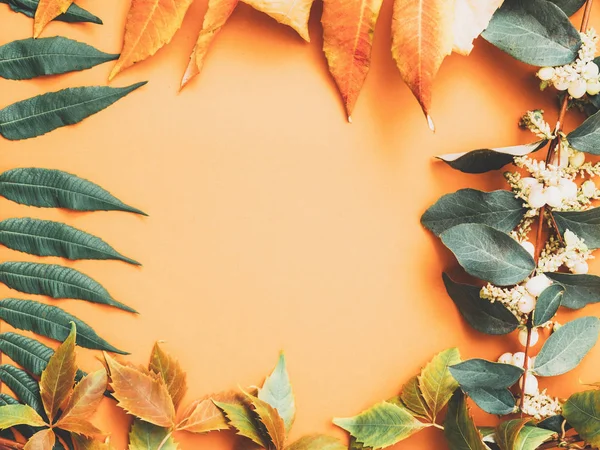 Herfst bloemen decor verlaat frame perzik achtergrond — Stockfoto