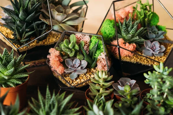 Diy florarium succulents pots geometric vases — Stock Photo, Image