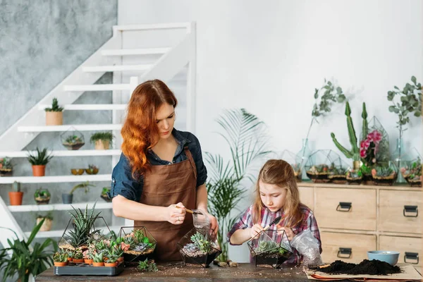 Thuis bedrijf groeit vetplanten planten — Stockfoto
