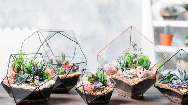 Diy florarium handmade natural gift succulents — Stock Photo, Image