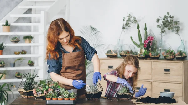 Diy florarium hobby creativo plantación de suculentas —  Fotos de Stock