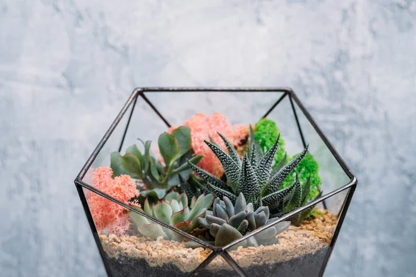 DIYフローリウムホームガーデニングカラフルな植物の花瓶 — ストック写真