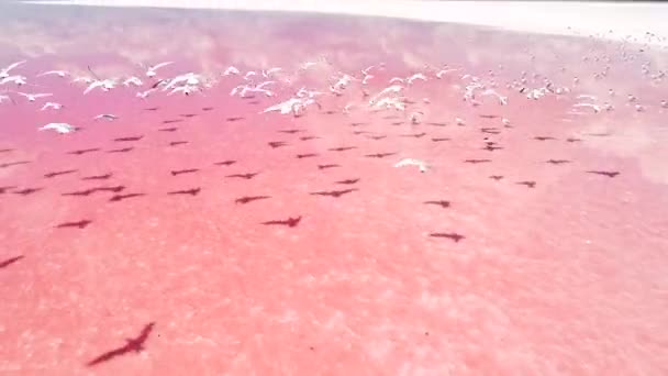 Exotische reis vredige natuur landschap Pink Lake — Stockvideo