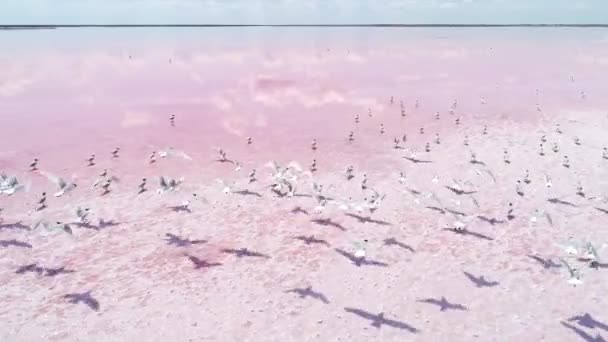 Wilde natuur schoonheid spirituele balans Pink Lake — Stockvideo