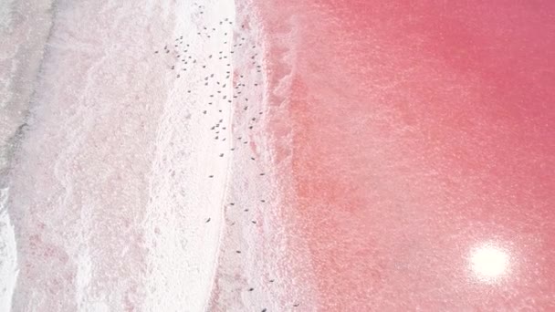 Egzotikus természet szépsége rózsaszín sós tó gyöngyház víz — Stock videók