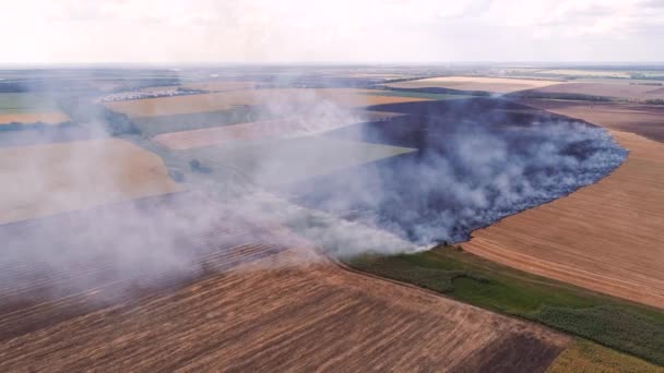 Perigo de incêndio florestal queima de fumaça de campo agrícola — Vídeo de Stock