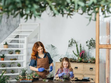diy florarium yaratıcı aile hobi succulents