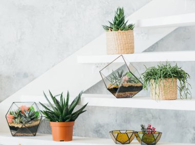 çiçek iç dekor bitkiler tencere vazolar merdiven