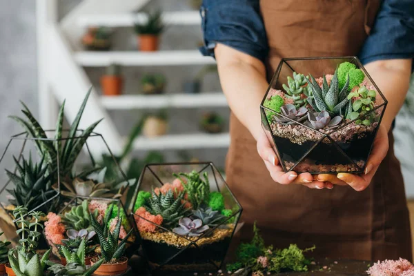 Diy florariu manual cadou natural suculente — Fotografie, imagine de stoc