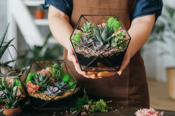 Diy florarium creative gift delivery succulents — Stock Photo, Image