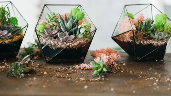 DIYフローリウム成長多肉植物コケガラス花瓶 — ストック写真