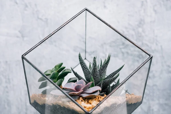 Diy florarium handmade natural gift succulent — Stock Photo, Image