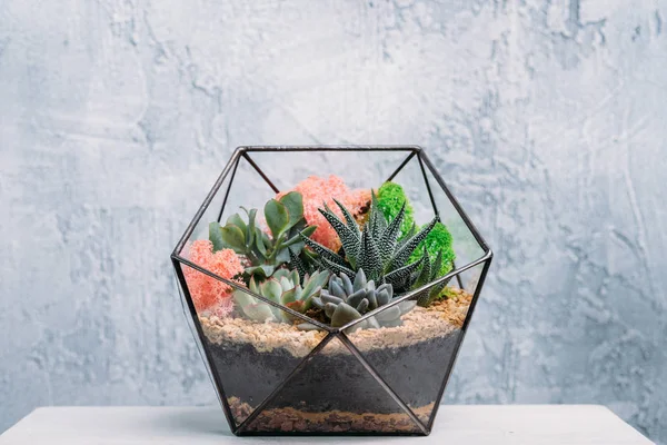 Diy florarium gift delivery colorful plants vase — Stock Photo, Image