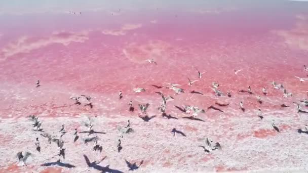 Természetvédelmi fürdő nyugalom rózsaszín sós tó víz — Stock videók
