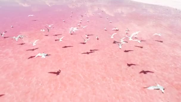 Exotic wildlife pink salt lake inhabitants seagull — Stock Video