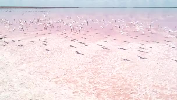 Recreation area nature harmony pink salt lake — Stock Video