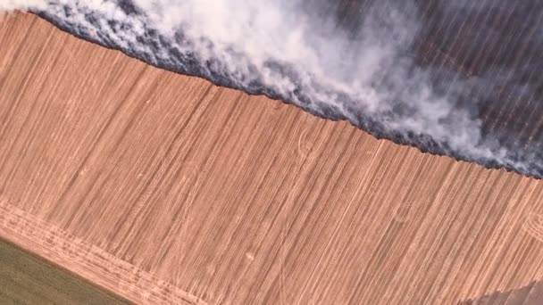 Campo agrícola destrucción fuego quema plantas — Vídeos de Stock