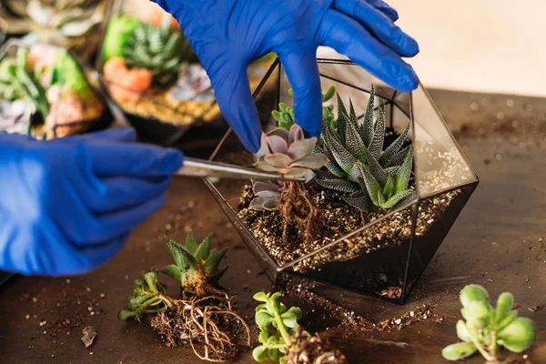 Diy florarium hobi eğlence bitki sulu vazo — Stok fotoğraf