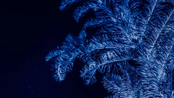 Téli ünnepek kék fenyő homályos sötét éjszakai ég — Stock Fotó