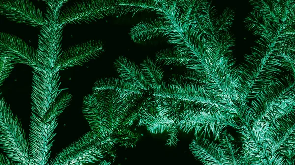 winter holidays green fir tree dark background