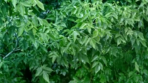 雨期の水が落ちる緑の木の葉 — ストック動画