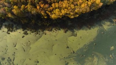 Sonbahar doğası üstgeçit ormanı vahşi bataklık manzarası