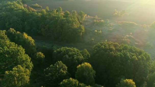 Сільські пейзажі лісові дерева, що літають над — стокове відео