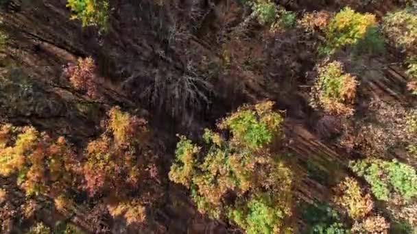 Падающий лес пейзаж беспилотник вид осенние деревья короны — стоковое видео