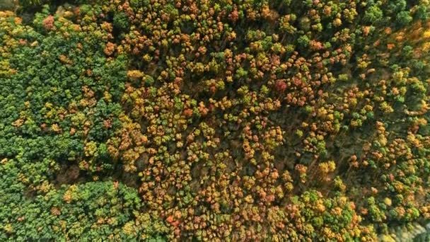 Φθινόπωρο φύση ομορφιά δέντρα δάσος βάλτος πετούν πάνω από — Αρχείο Βίντεο