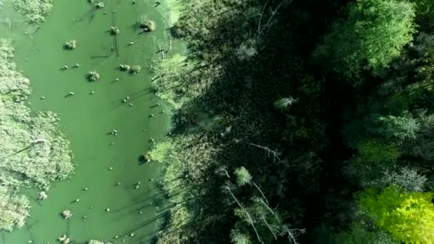 Natureza selvagem beleza pântano floresta árvores vista aérea — Vídeo de Stock