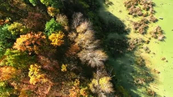 Queda natureza paisagem aérea vista árvores folhagem — Vídeo de Stock