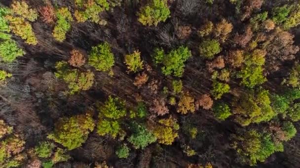 Fall trees aerial shot wild forest landscape — ストック動画