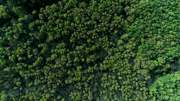 Bosreservaat bovenaanzicht groene bomen kronen — Stockvideo