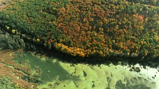 Herfst platteland van boven bos bomen moeras — Stockvideo