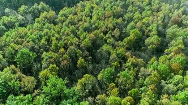 Sonbahar ormanı üzerinde yeşil ağaçlar manzarayı taçlandırıyor — Stok video
