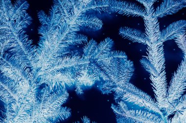 Kış tatili mavi köknar ağacı olumsuz etki