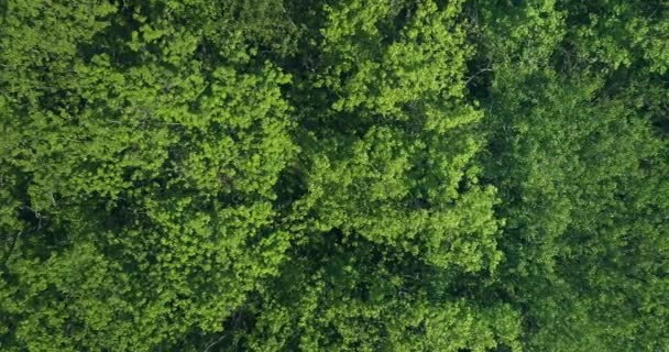 Forêt d'été vue aérienne couronnes d'arbres verts vent — Video