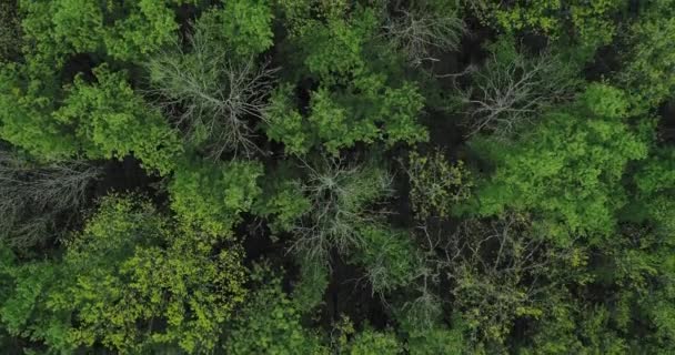 Пролетают зеленые лесные короны — стоковое видео