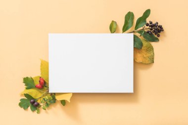 beyaz boş kağıt tebrik ederim yapraklar dökülüyor