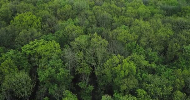 Bos drone uitzicht bos behoud boom groen — Stockvideo